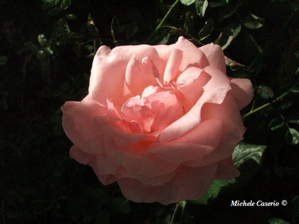 Rosa 