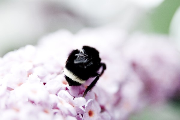 A bee and her flowers