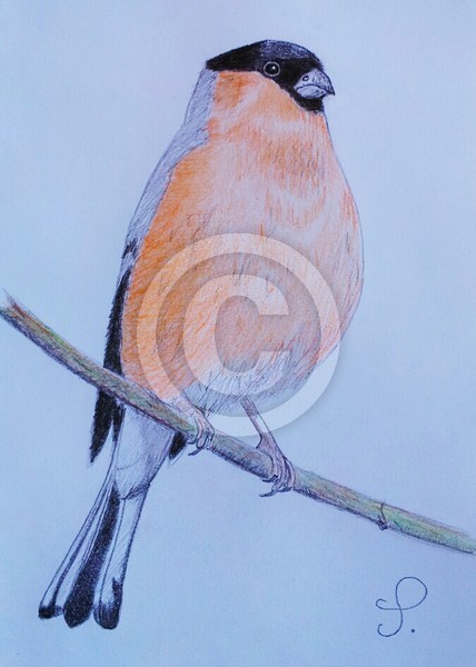 Bullfinch (Pyrrhula pyrrhula, L.)