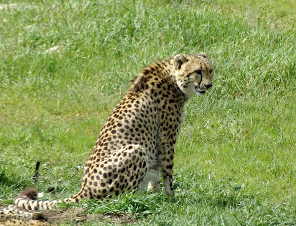 Waiting for Lunch.