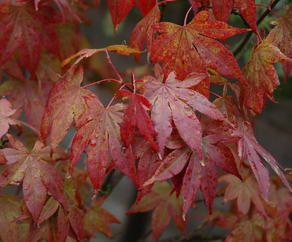 maple leaves and rain