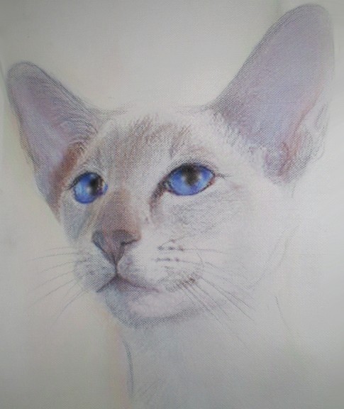 My Cat