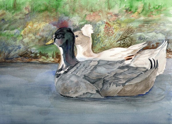Ducks in a pair