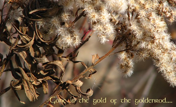 Not so golden 