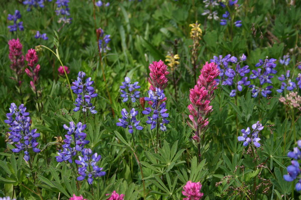 More Meadow Flowers at Eunice