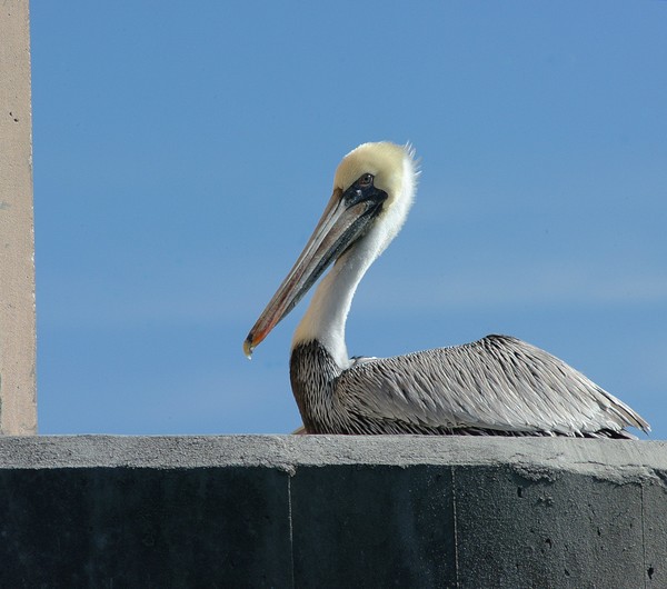 Bridge Tender Pelican