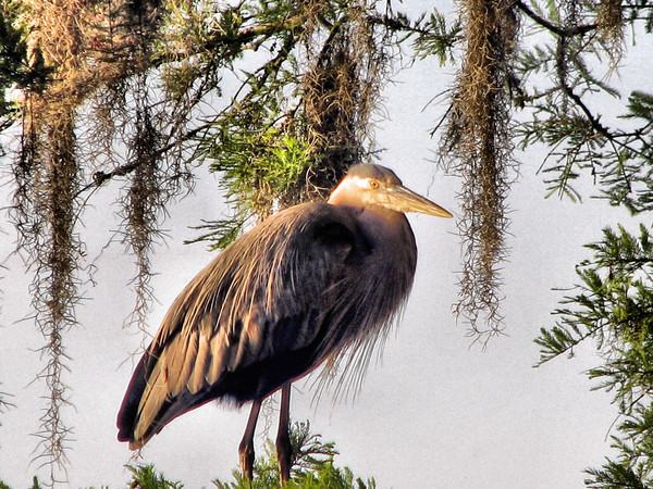 Bird
