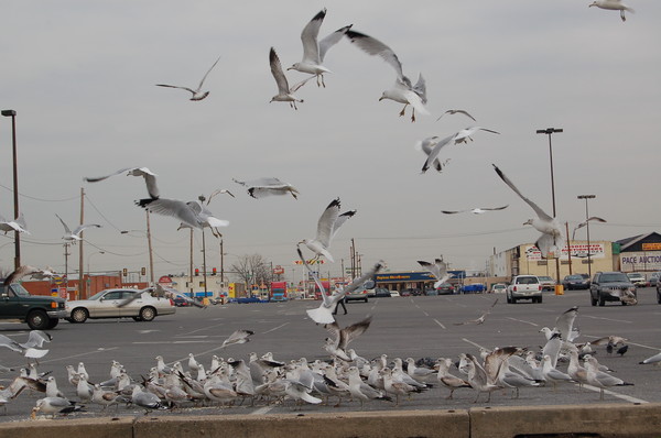 City Seagulls