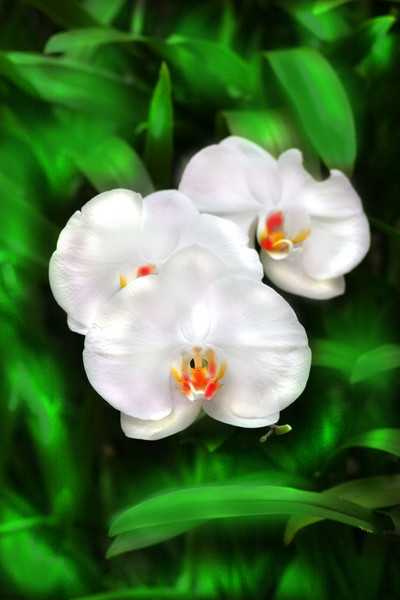 PURE WHITE ORCHIDS WITH A LAVENDER BLUSH