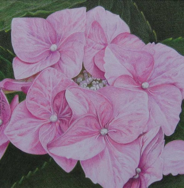 Lilacpink Hydrangea