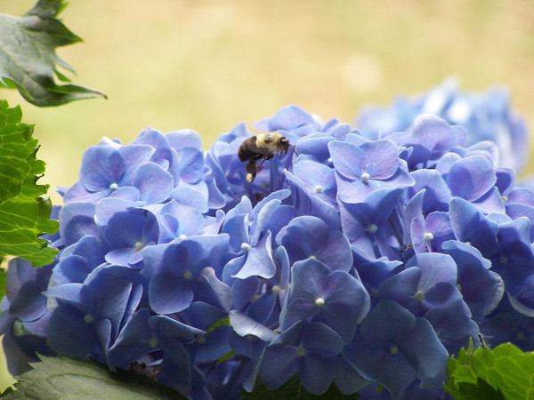 flight of the bee
