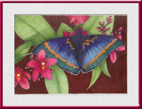 flores e borboleta (flowers and butterfly)