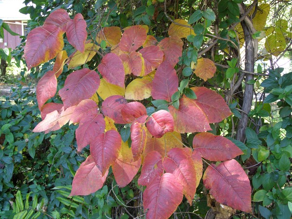 More Leaves