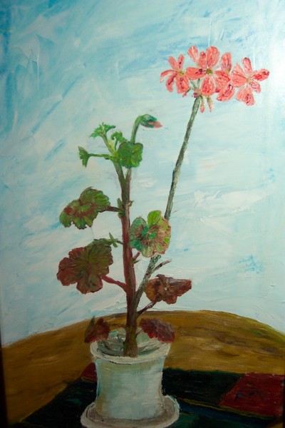 Geranium in pot