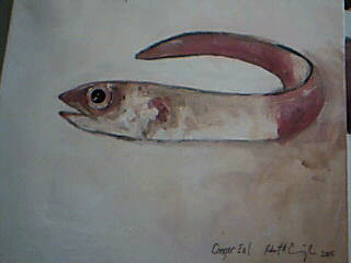 conger eel