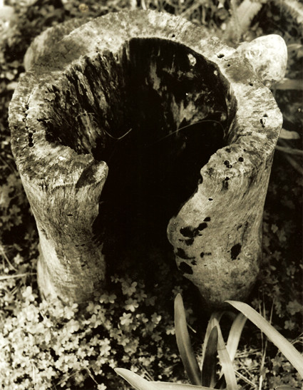 Tree Stump