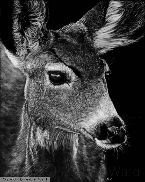 Doe, A Deer