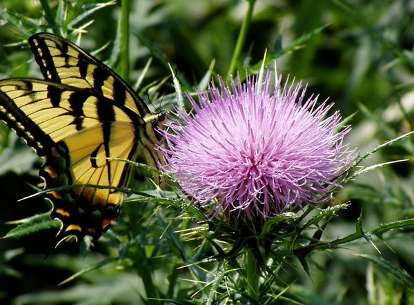 Thistle