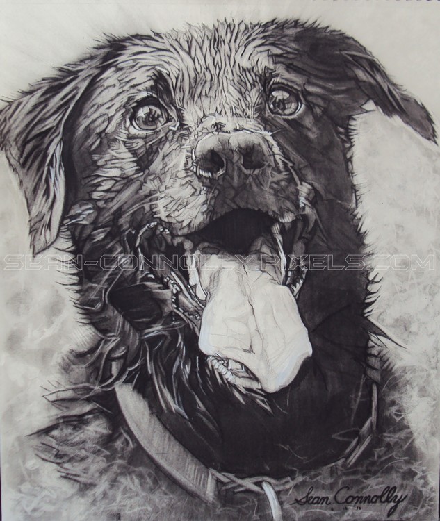CharlieDog