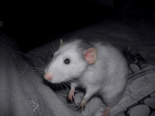 White, Pink, Gray, Rat