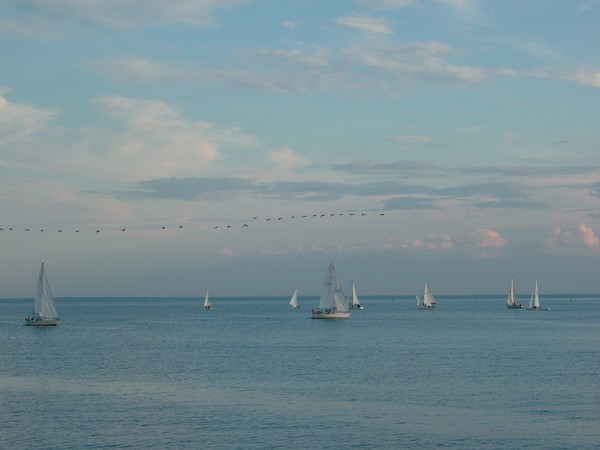 Sailing, geese overhead!