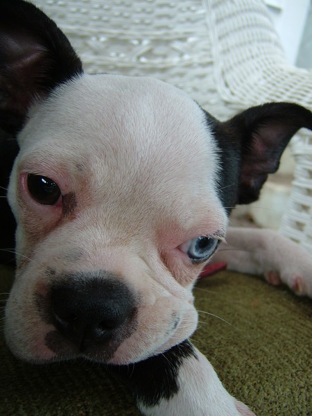 Pups