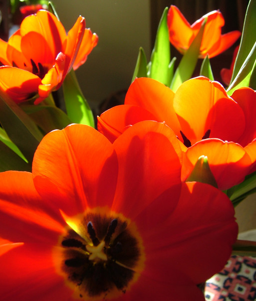 Swedish Tulips in January