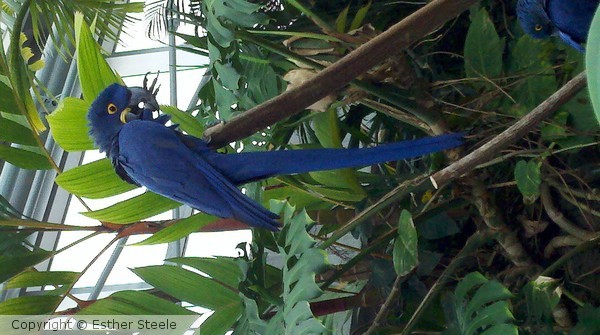 Birds