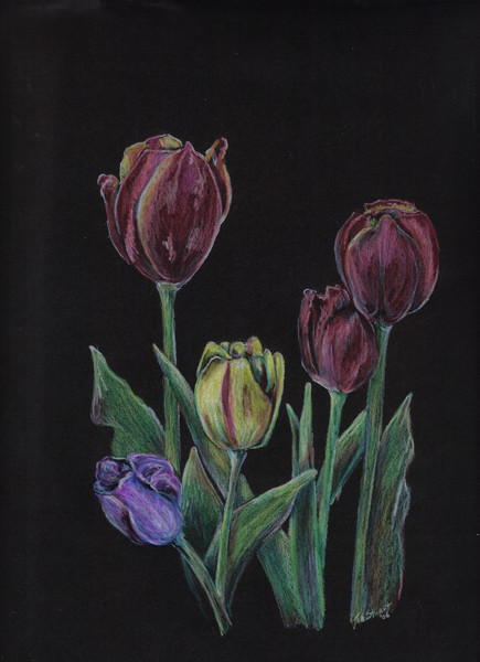 tulips