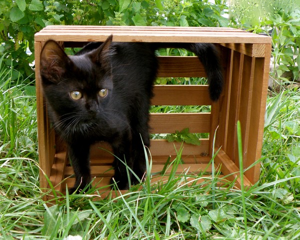 Pet Portraits - Hecate (a rescue kitten)