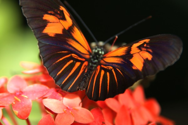 Butterfly 4