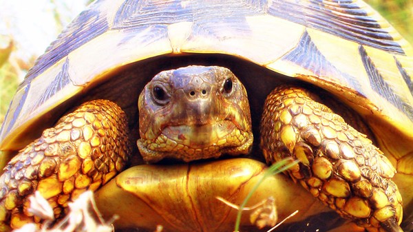 Turtle