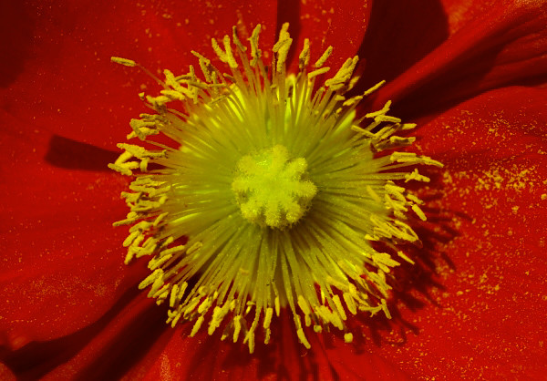 Small Poppy Close-Up