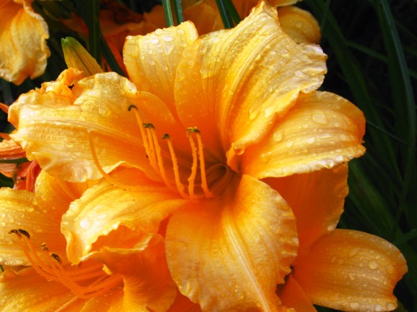 Orange Lillies