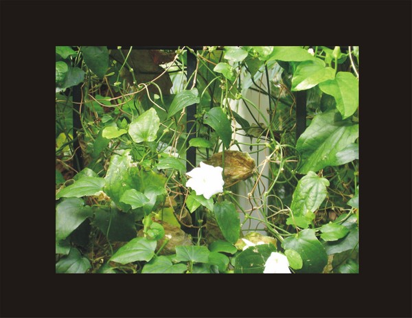 Rose Vine