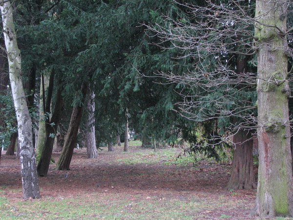 Woodland
