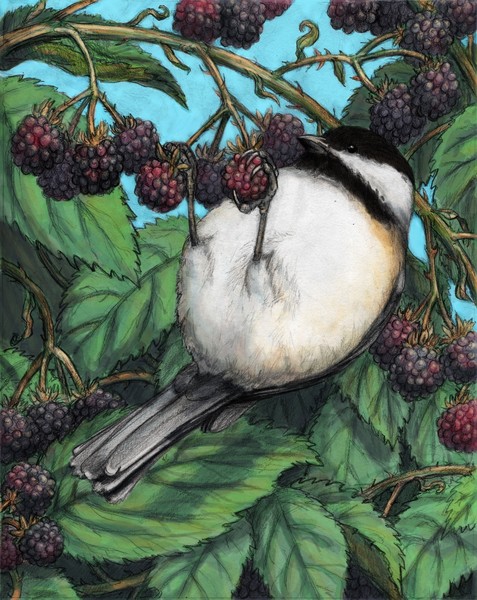 Black Capped Chickadee
