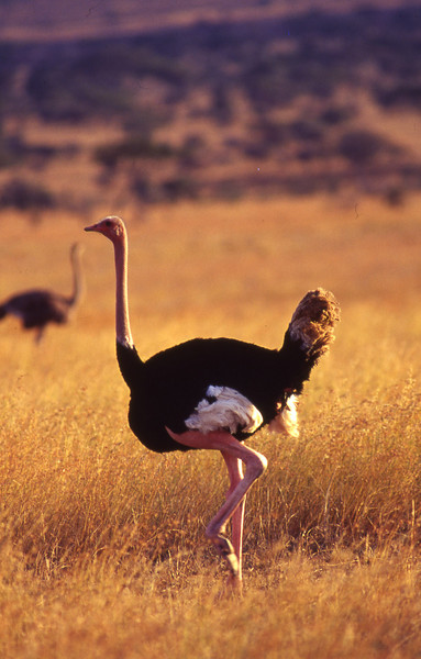 Ostrich