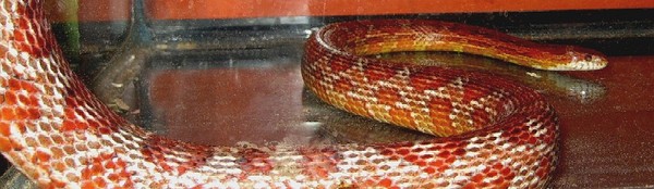 Malakai behind glass