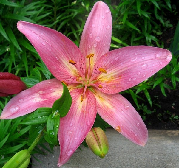 Pink Star