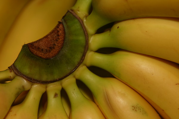 Baby Bananas
