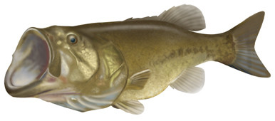 bass
