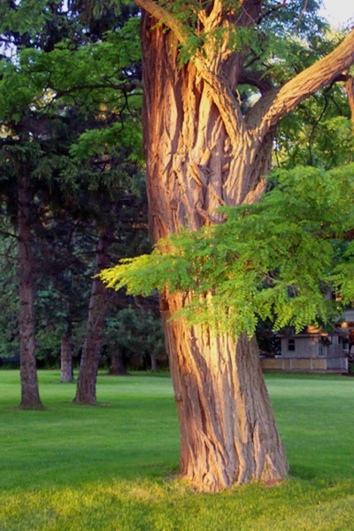 The Old Oak Tree