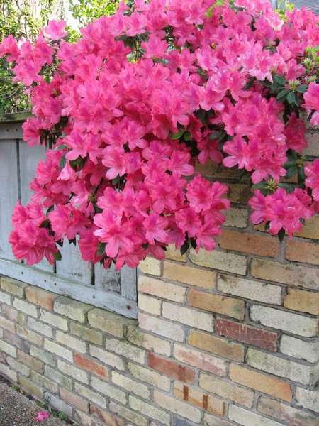 Azaleas Over a Brick Wall