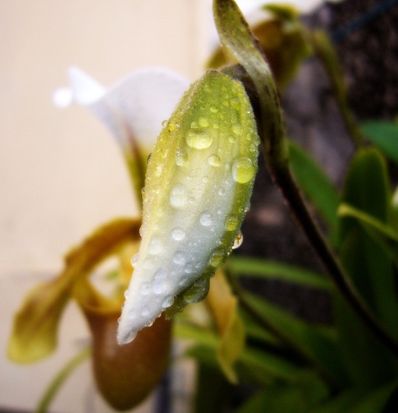 Lovely Bud