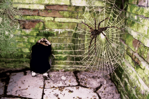 Stephan Caught in the Web