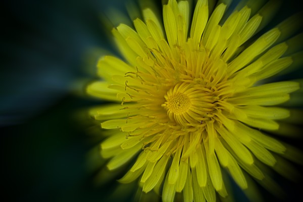 Dandelion