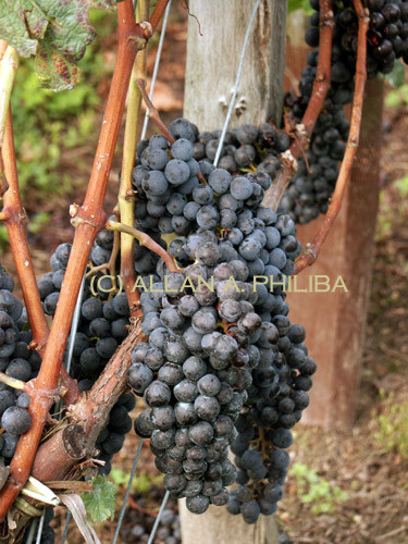 St. Emillion grapes