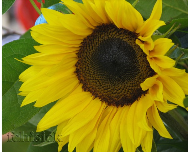 Sunflower_