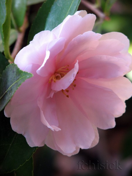 Deb's_Camelia__